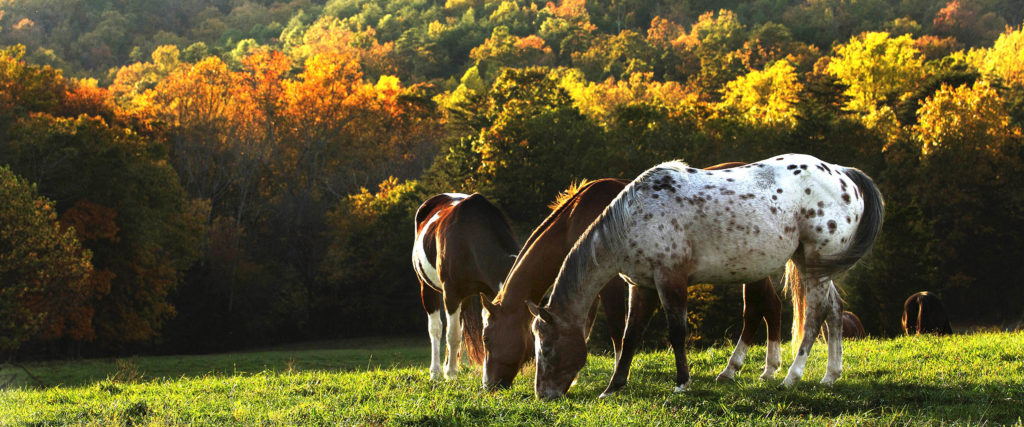Fort Valley Ranch