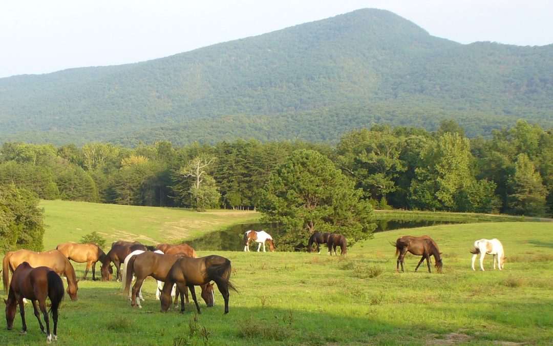 Where To Go Horseback Riding in the Shenandoah Valley