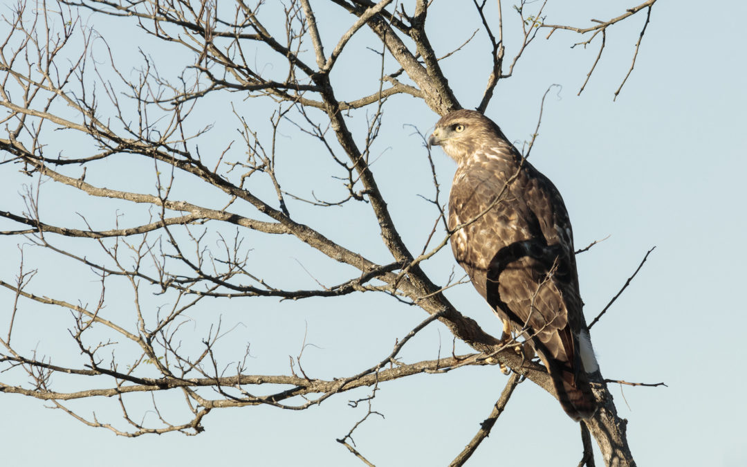 Look Up! Annual Raptor Migration Is Happening Now Over Skyline Drive