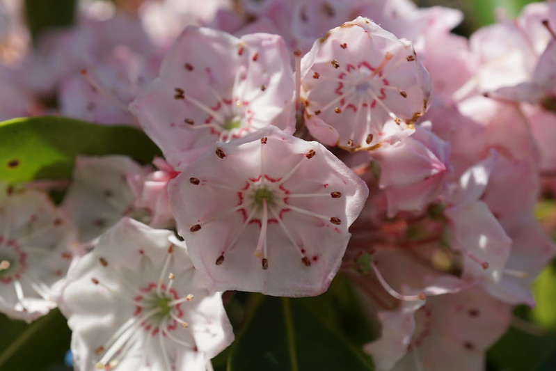 Visit Shenandoah Valley - We’re Wild for Wildflowers