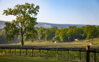 Muse Vineyards