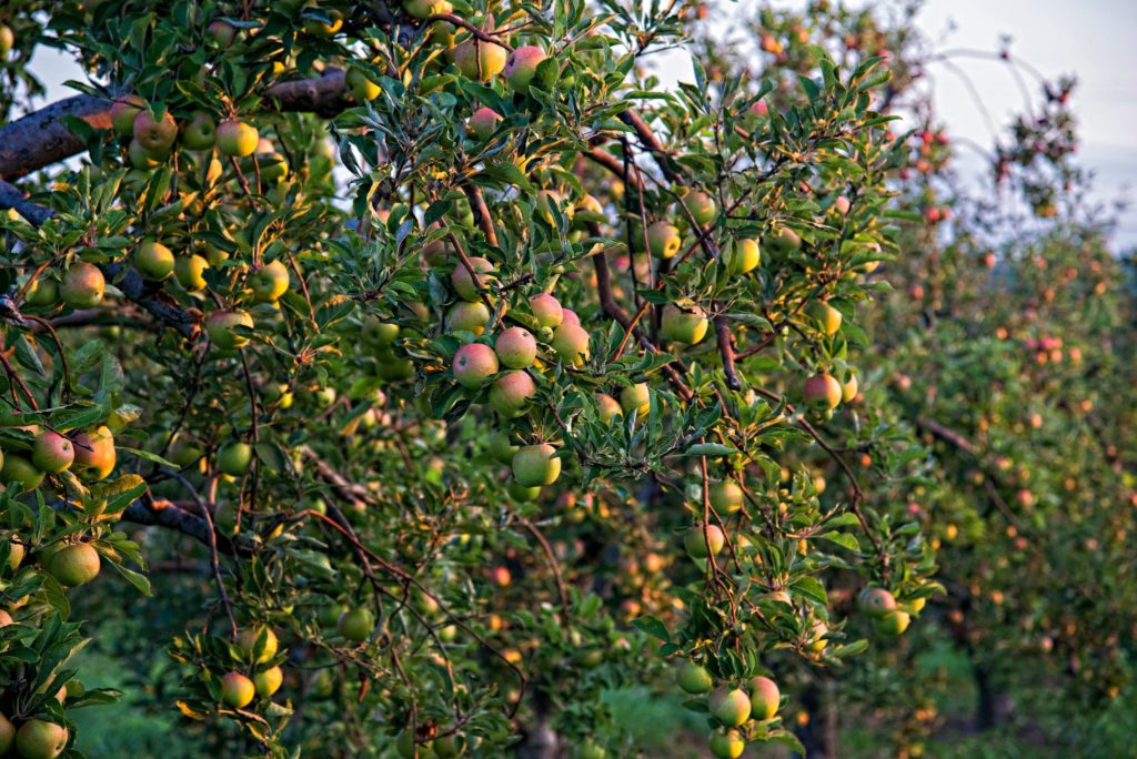 Winchester, VA Apples. Photo courtesy of Winchester Convention & Visitors Bureau