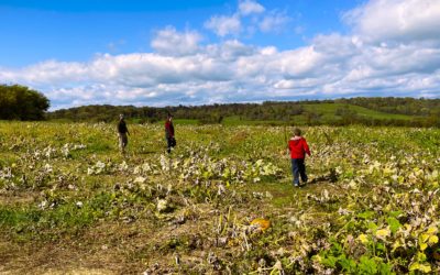 Favorite Farms to Visit this Fall