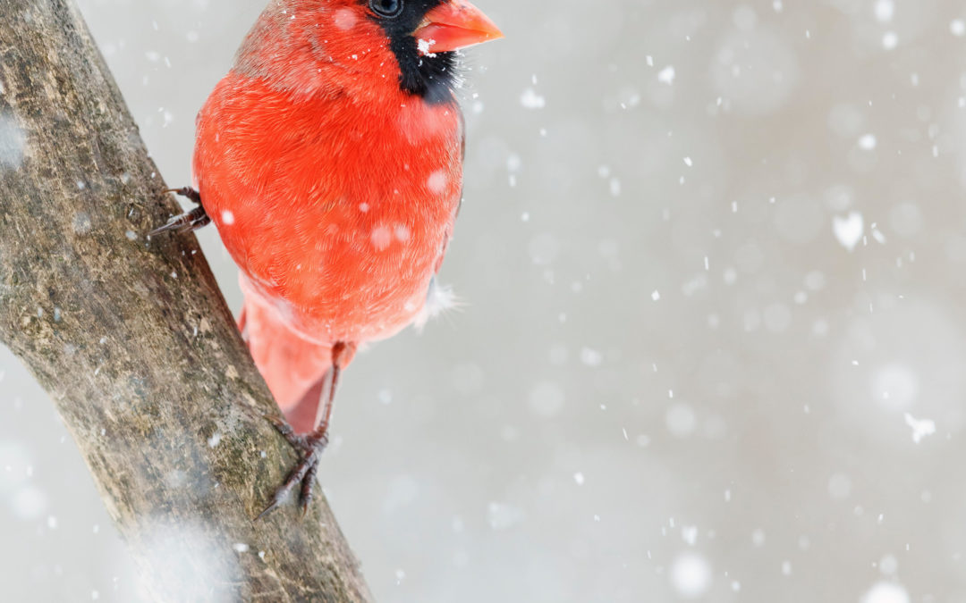 Winter Birding in the Shenandoah Valley