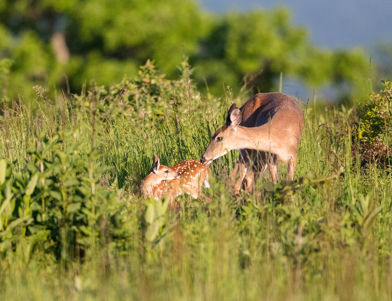Whitetail Deer and fawn in Shenandoah National Park.