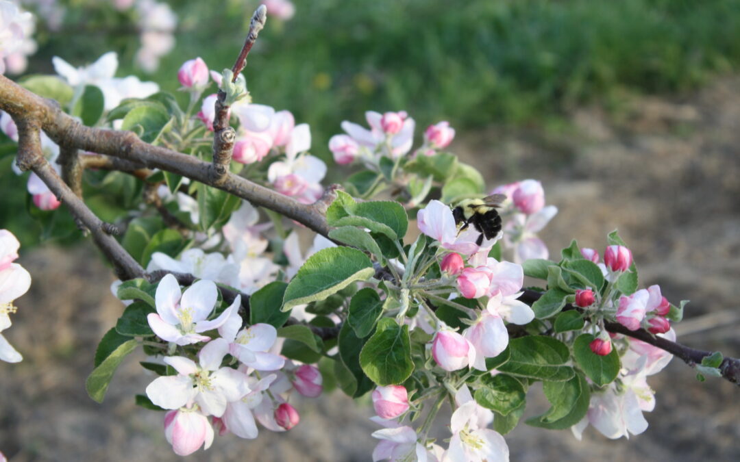 The Shenandoah Apple Blossom Festival is Back