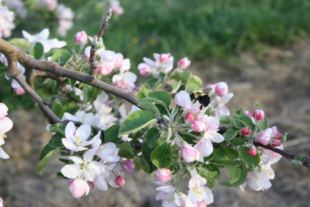 Visit Shenandoah Valley The Shenandoah Apple Blossom Festival is Back