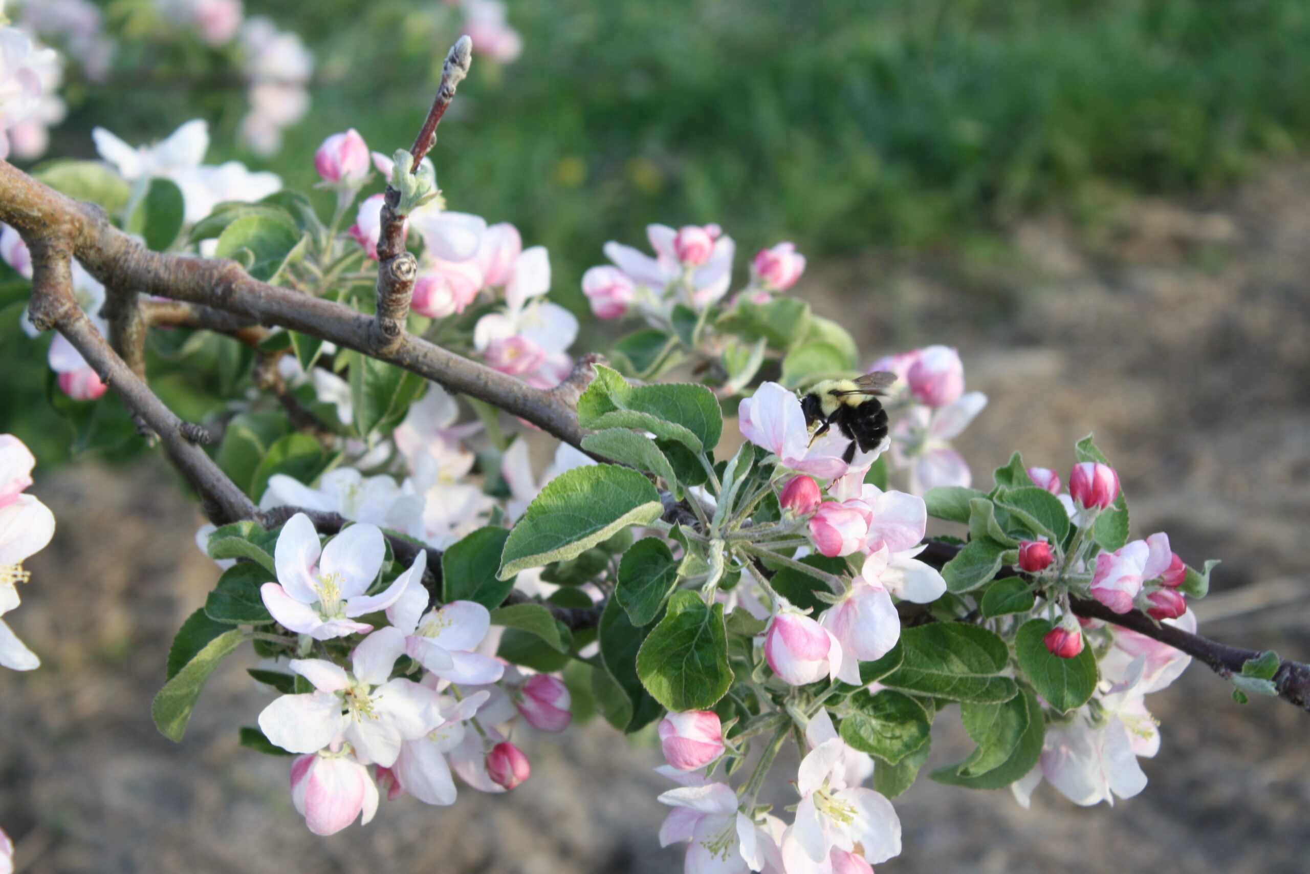 Marker-Miller Apple Blossoms