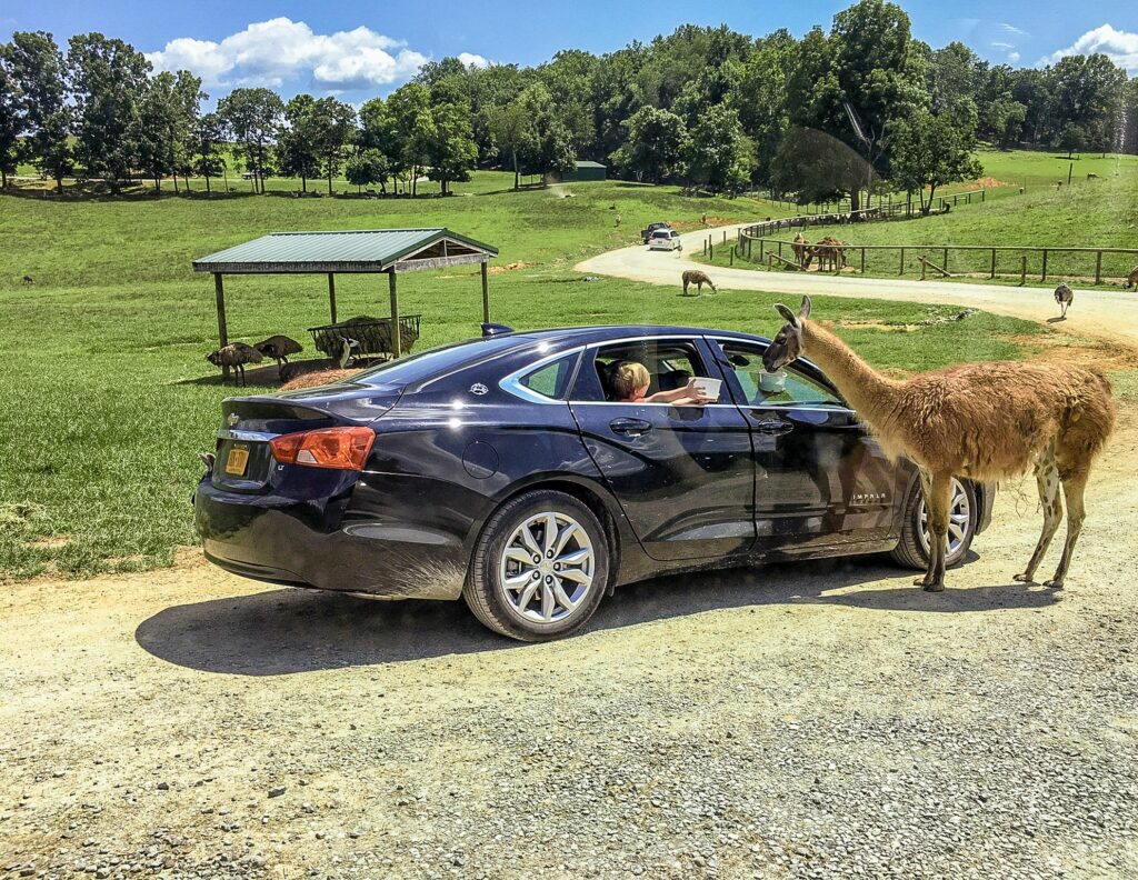 courtesy of Virginia Safari Park
