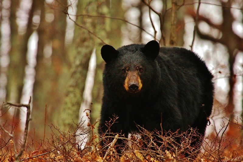 Black Bear in Shenandoah National Park. Courtesy of Shenandoah National Park.