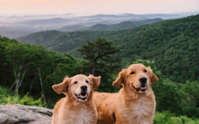 Traveling During the Dog Days of Summer (With Your Dog)