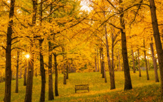 Blandy Ginkgo Grove. Photo by Ryan Thompson IG account: @dslryan; courtesy of Virginia Tourism Corporation