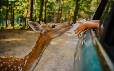 Spring Break Ideas that Won’t Break the Bank