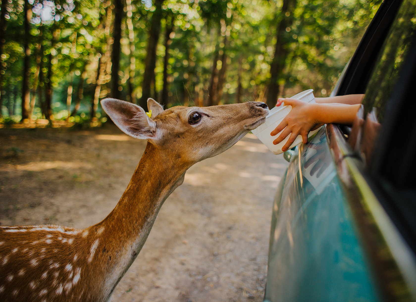 Virginia Safari Park. Photo by Jessica Sorenson.