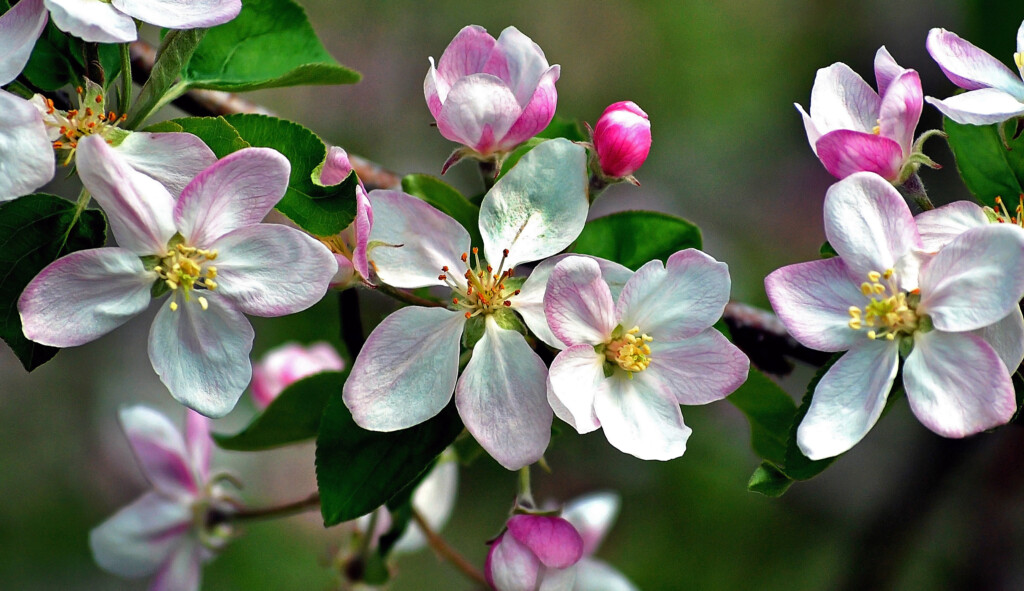 Blossoms-2023-1024x591.jpg