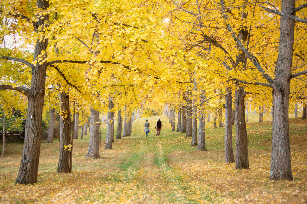 Blandy Ginkgo Grove. Photo by Sarah Hauser and courtesy of Virginia Tourism Corporation.