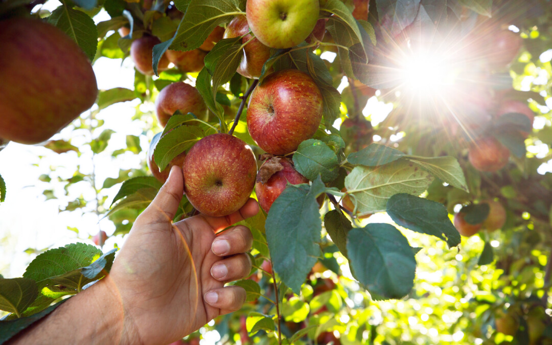 Harvest Gold: Wine, Apples, Cider