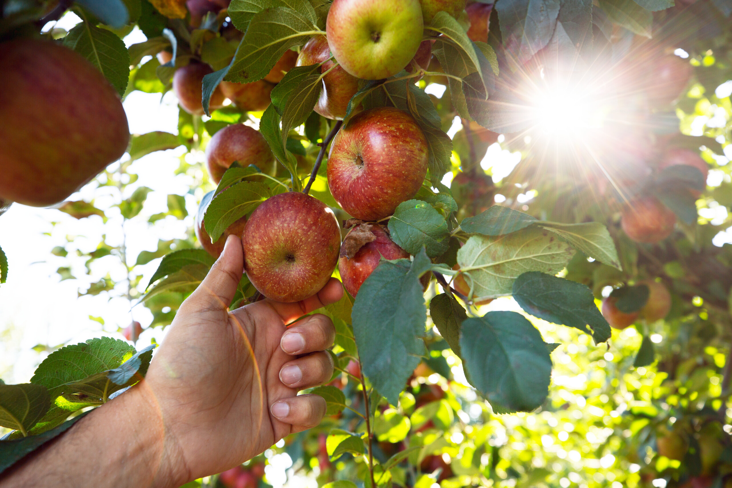 Showalter's Orchard. Photo by Sarah Hauser and courtesy of Virginia Tourism Corporation.