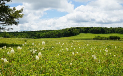 Wildflowers & Wine: Spring in the Shenandoah Valley