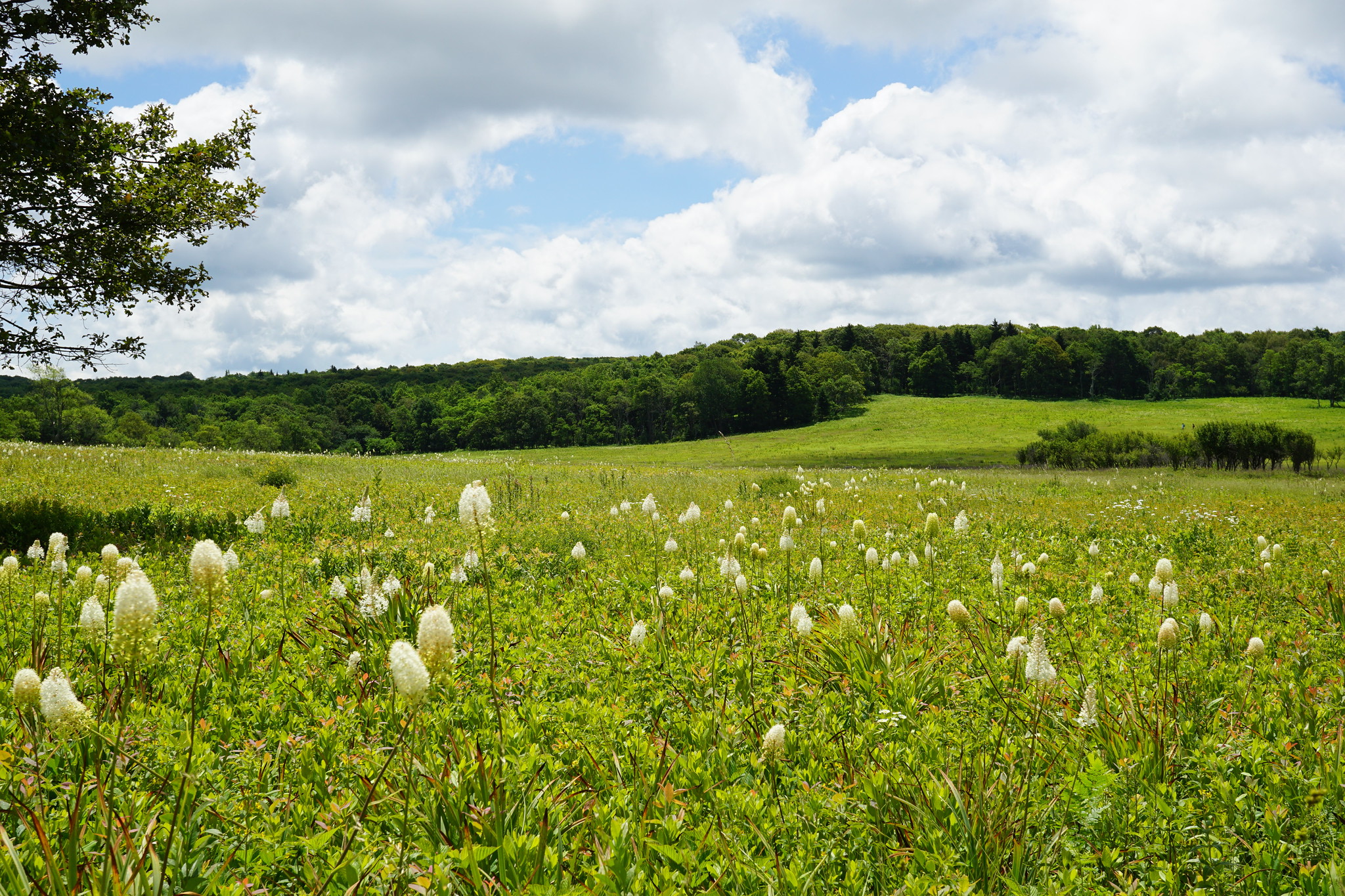 Field of Fly Poison in Shenandoah National Park