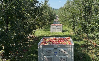 Fall in the Shenandoah Valley: Where to Pick Apples and Pumpkins This Season