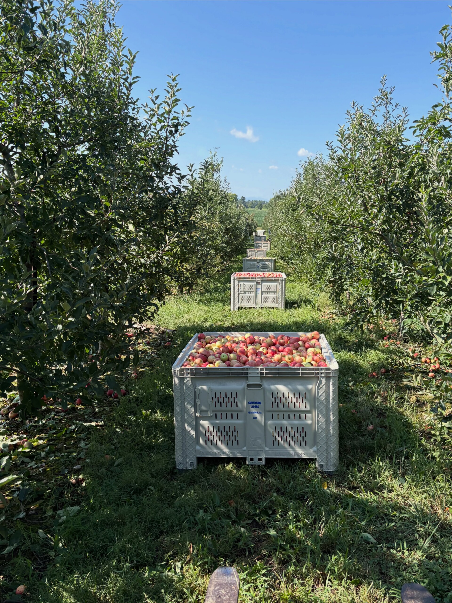 Marker-Miller Orchard